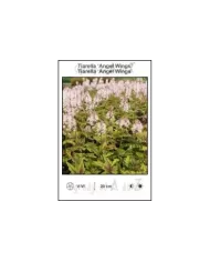 Tiarella-Angel-Wings