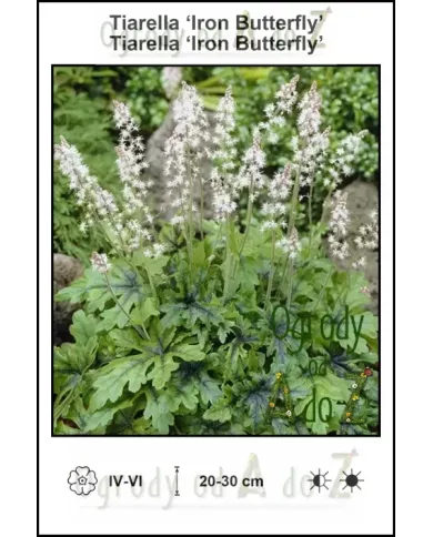 Tiarella-Iron-Butterfly