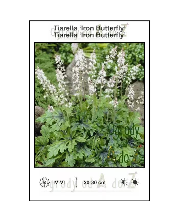 Tiarella-Iron-Butterfly