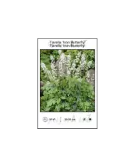 Tiarella-Iron-Butterfly
