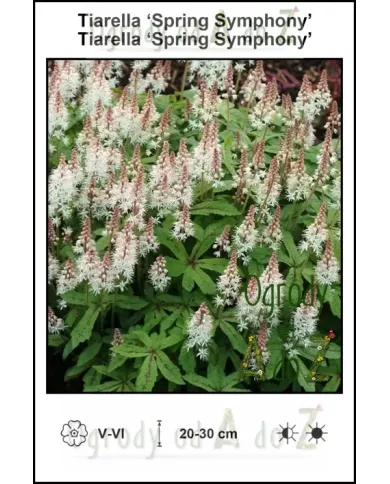 Tiarella-Spring-Symphony