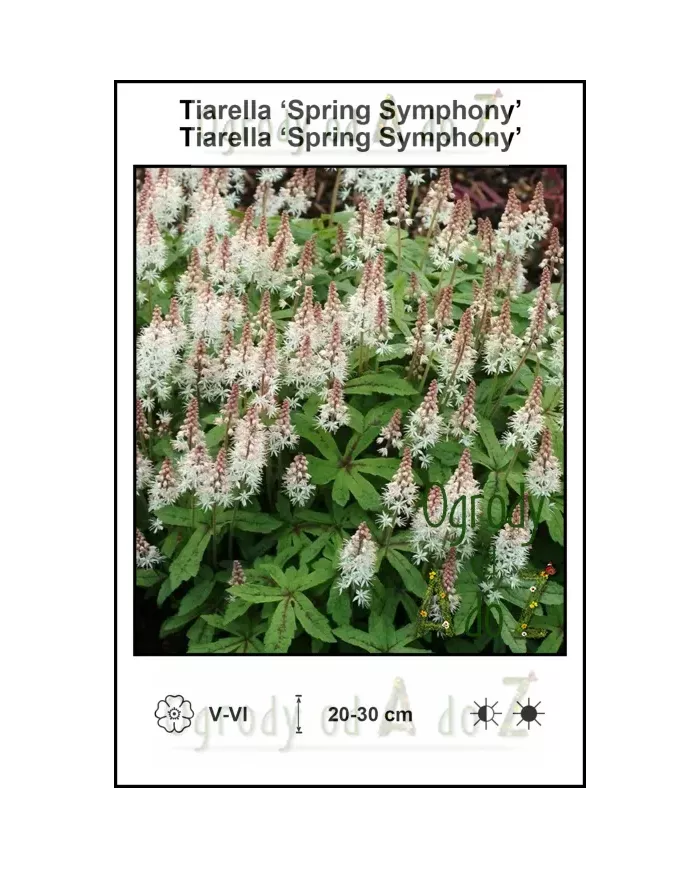 Tiarella-Spring-Symphony