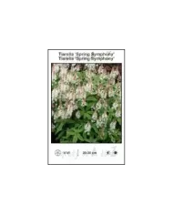 Tiarella-Spring-Symphony