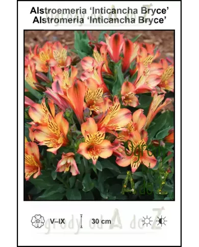 Alstroemeria-Inticancha-Bryce
