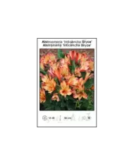 Alstroemeria-Inticancha-Bryce