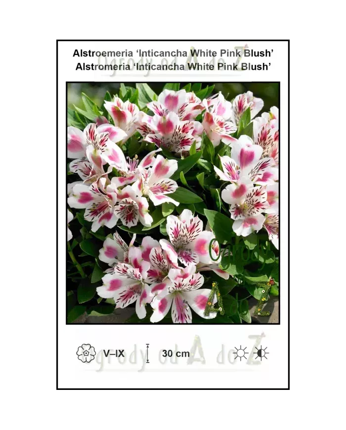 Alstroemeria-Inticancha-White-Pink-Blush