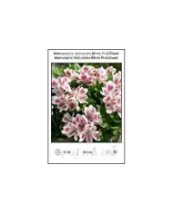 Alstroemeria-Inticancha-White-Pink-Blush