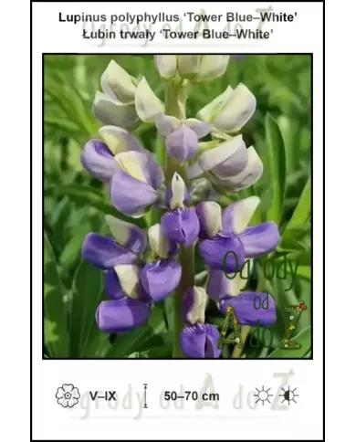 Lupinus-polyphyllus-Tower-Blue-White