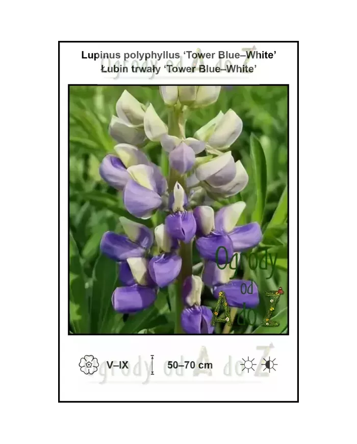 Lupinus-polyphyllus-Tower-Blue-White