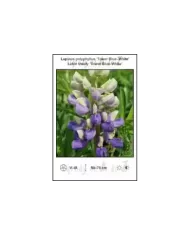 Lupinus-polyphyllus-Tower-Blue-White