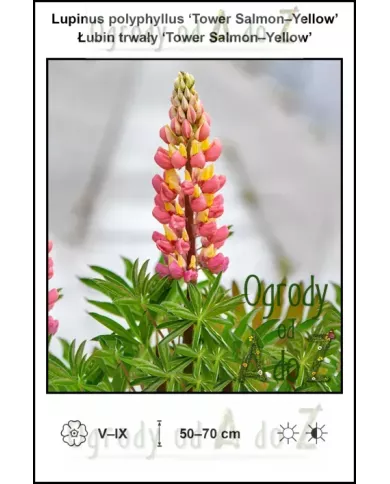 Lupinus-polyphyllus-Tower-Salmon-Yellow