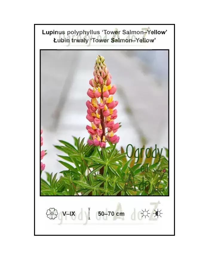 Lupinus-polyphyllus-Tower-Salmon-Yellow