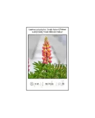 Lupinus-polyphyllus-Tower-Salmon-Yellow