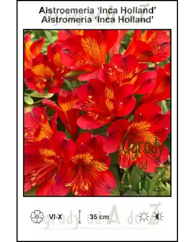 Alstroemeria-Inca-Holland