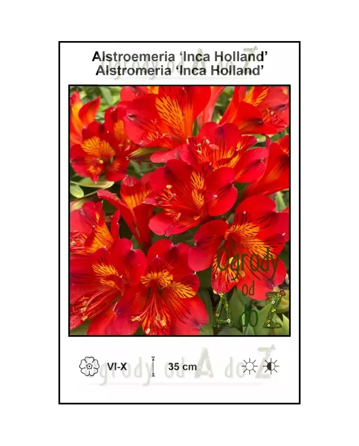 Alstroemeria-Inca-Holland