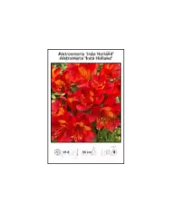 Alstroemeria-Inca-Holland