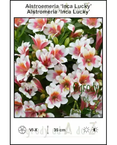 Alstroemeria-Inca-Lucky