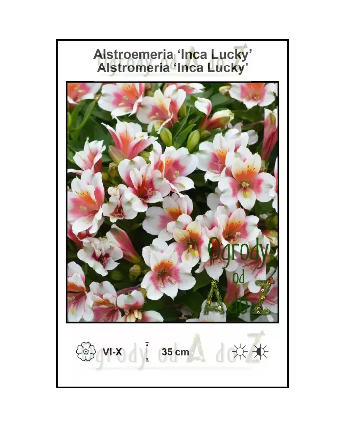 Alstroemeria-Inca-Lucky