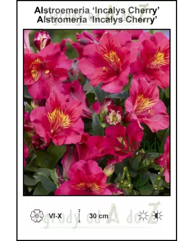 Alstroemeria-Incalys-Cherry