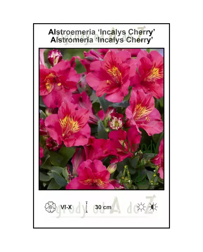 Alstroemeria-Incalys-Cherry