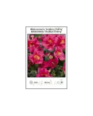 Alstroemeria-Incalys-Cherry