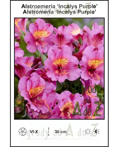 Alstroemeria-Incalys-Purple