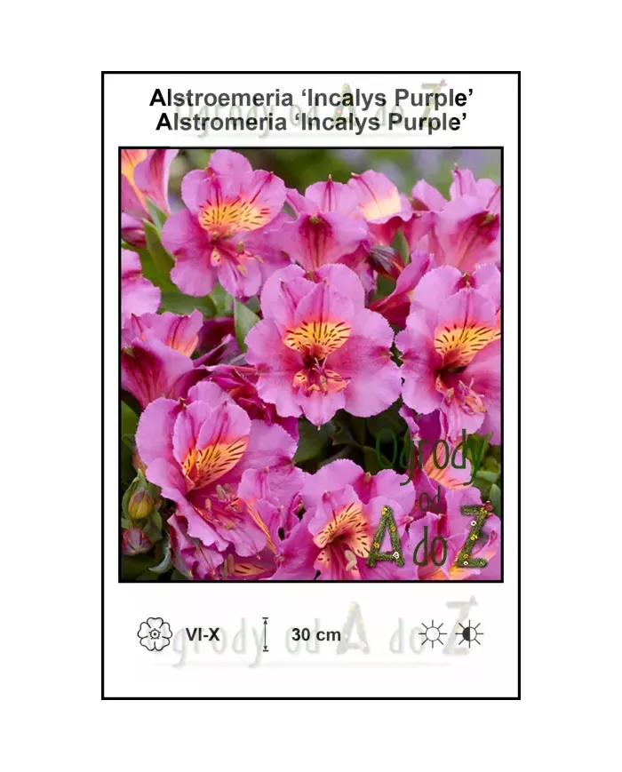 Alstroemeria-Incalys-Purple