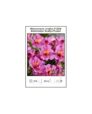 Alstroemeria-Incalys-Purple