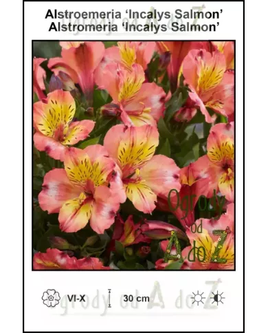 Alstroemeria-Incalys-Salmon