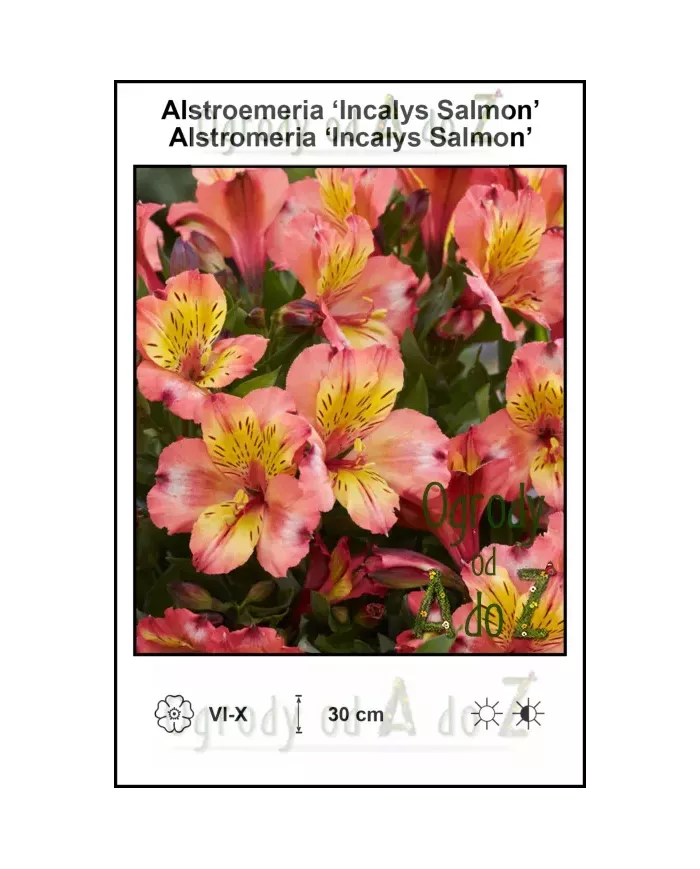 Alstroemeria-Incalys-Salmon