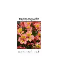 Alstroemeria-Incalys-Salmon