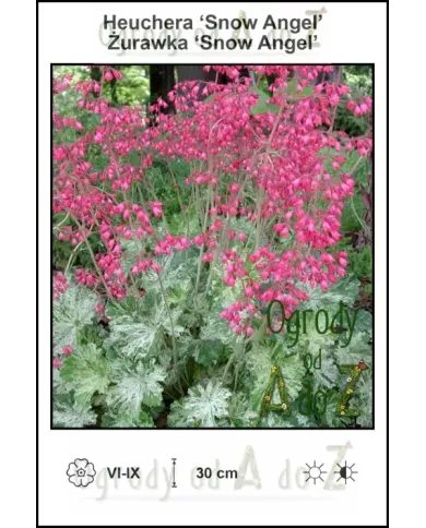 Heuchera-Snow-Angel