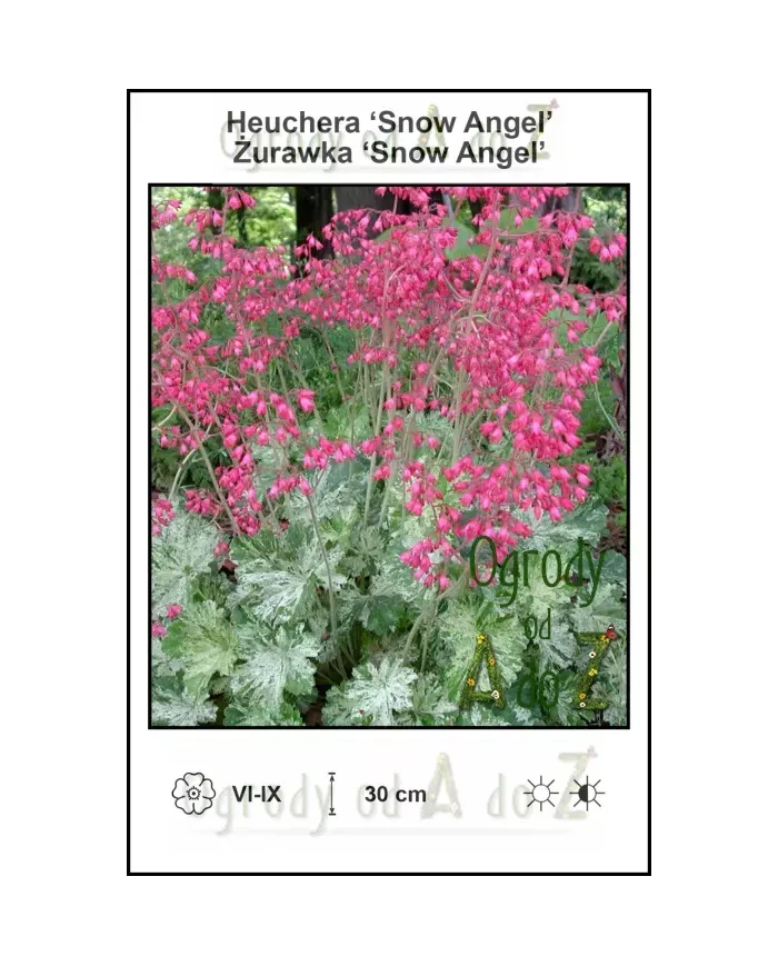Heuchera-Snow-Angel
