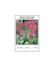 Heuchera-Snow-Angel