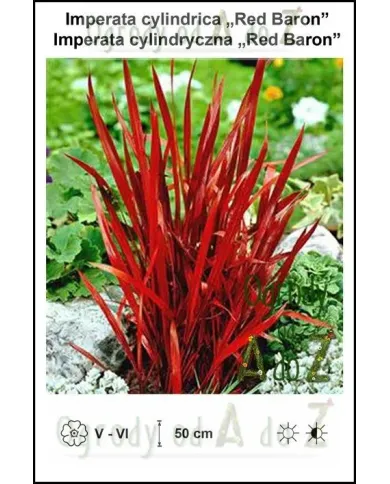 Imperata-cylindrica-Red-Baron.jpg Imperata-cylindrica-Red-Baron.jpg