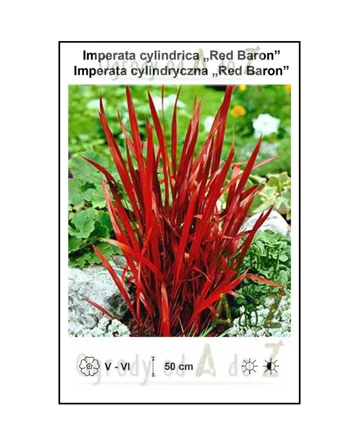 Imperata-cylindrica-Red-Baron.jpg