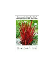 Imperata-cylindrica-Red-Baron.jpg