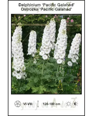 Delphinium-Pacific-Galahad