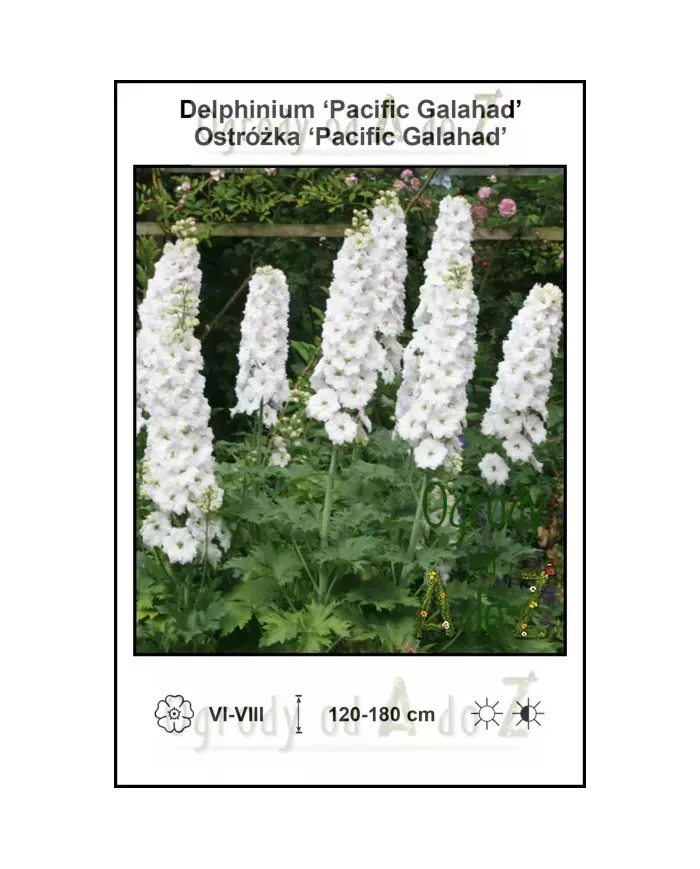 Delphinium-Pacific-Galahad