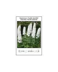 Delphinium-Pacific-Galahad