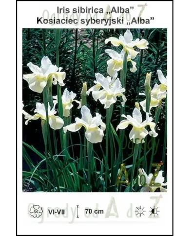 Iris-sibirica-Alba.jpg Iris-sibirica-Alba.jpg