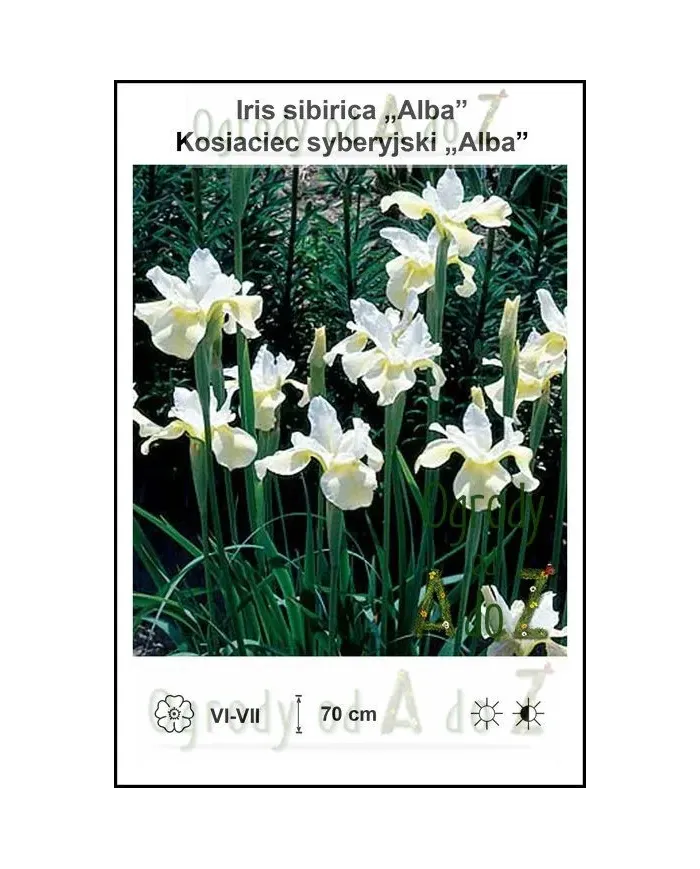 Iris-sibirica-Alba.jpg Iris-sibirica-Alba.jpg