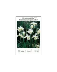 Iris-sibirica-Alba.jpg