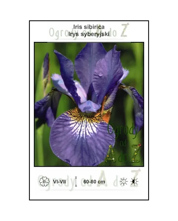 Iris-sibirica-blue.jpg Iris-sibirica-blue.jpg