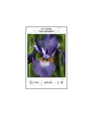 Iris-sibirica-blue.jpg Iris-sibirica-blue.jpg