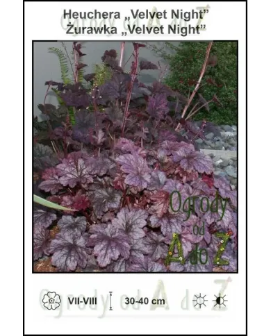Heuchera-Velvet-Night.jpg Heuchera-Velvet-Night.jpg