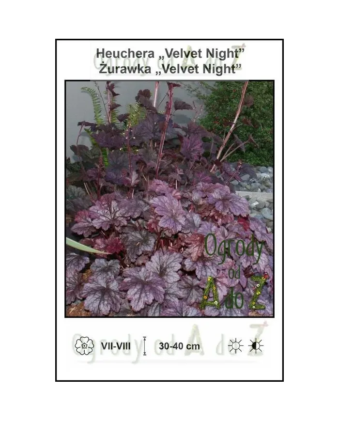 Heuchera-Velvet-Night.jpg