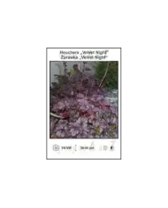 Heuchera-Velvet-Night.jpg