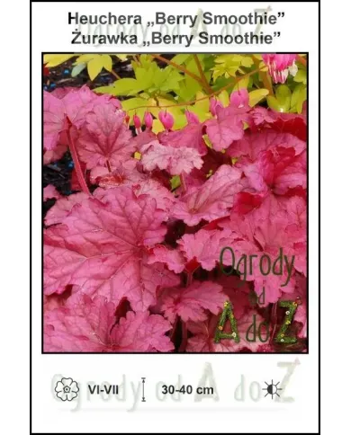 Heuchera-Berry-Smoothie.jpg Heuchera-Berry-Smoothie.jpg