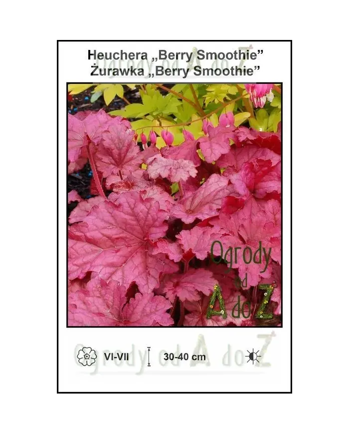 Heuchera-Berry-Smoothie.jpg